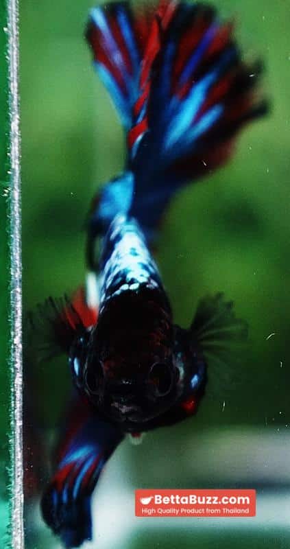 Betta fish Fancy Thai-Malangtub Butterfly Sky Hawk OHM - Image 11