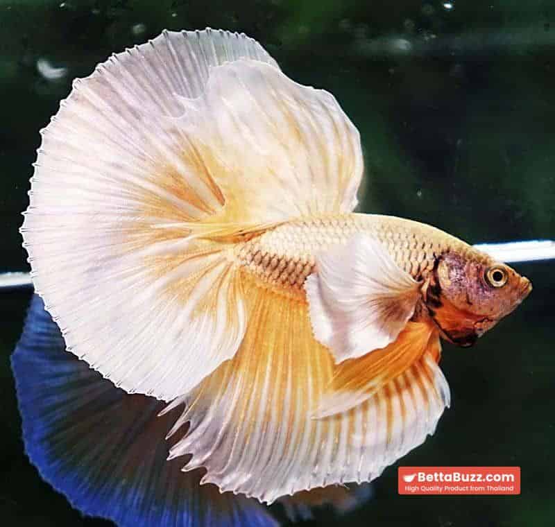 Betta fish OHM Prince Sparkle Gold Dumbo - Image 4