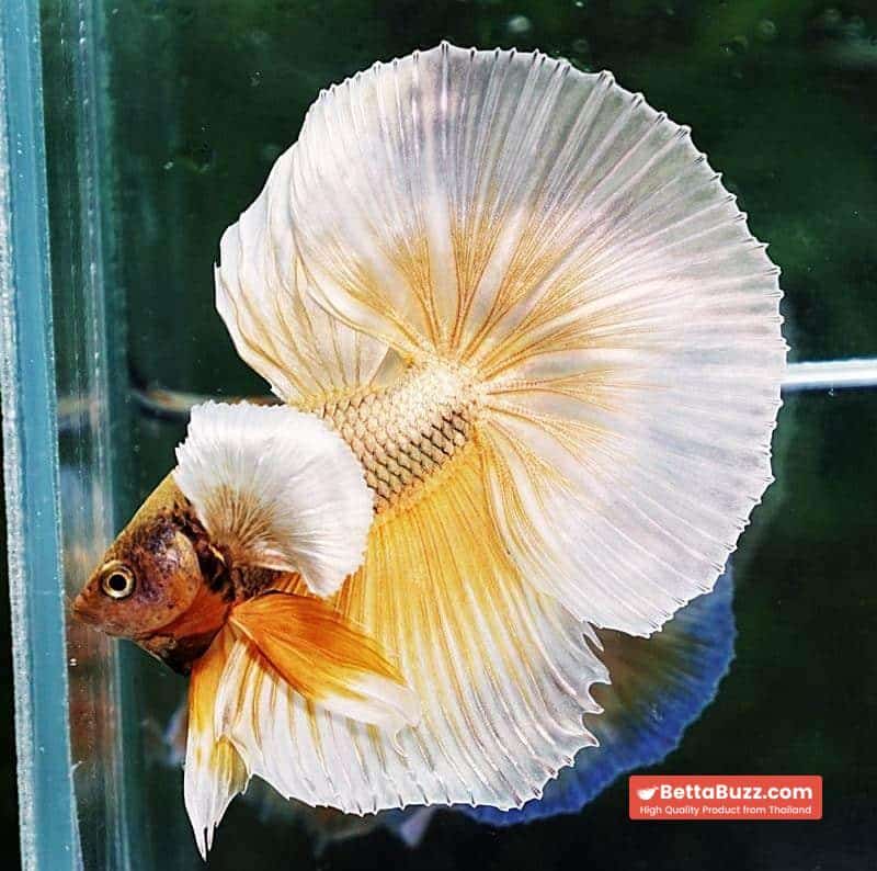 Betta fish OHM Prince Sparkle Gold Dumbo - Image 3