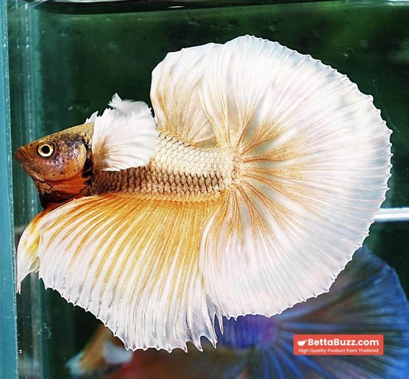 Betta fish OHM Prince Sparkle Gold Dumbo - Image 5