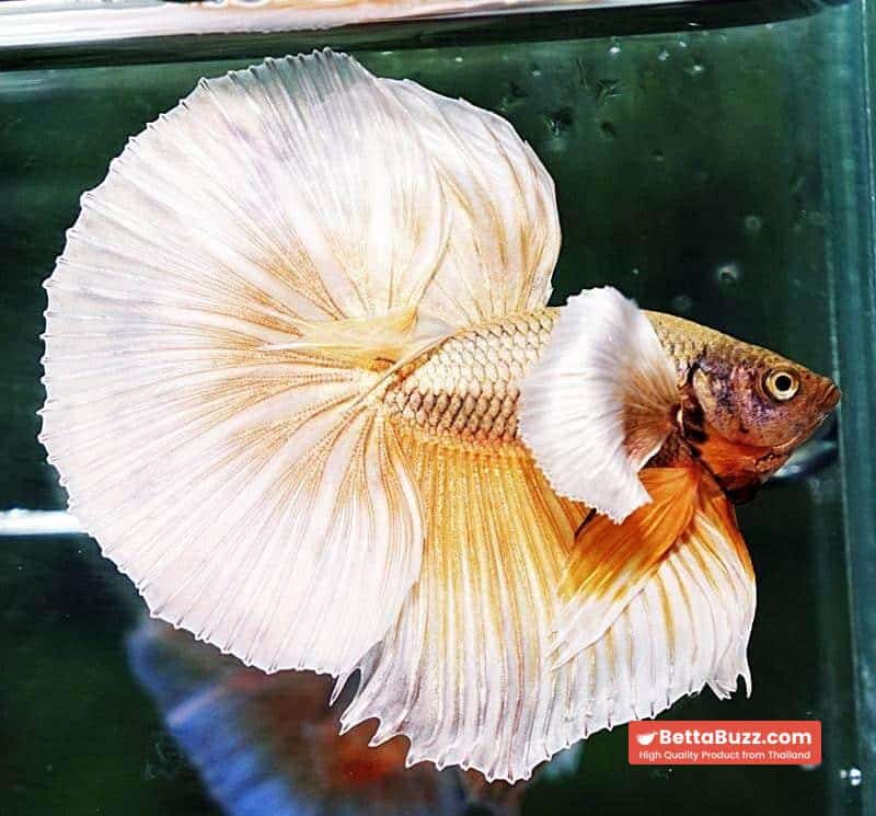 Betta fish OHM Prince Sparkle Gold Dumbo - Image 2