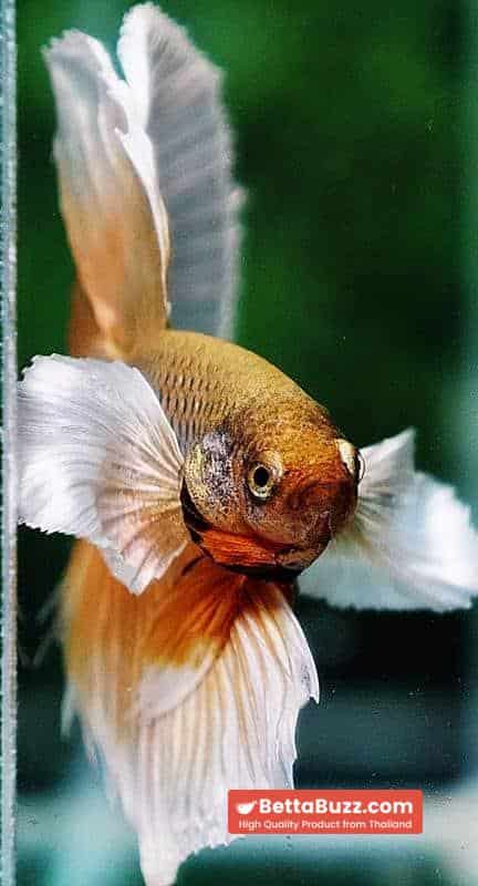 Betta fish OHM Prince Sparkle Gold Dumbo - Image 6
