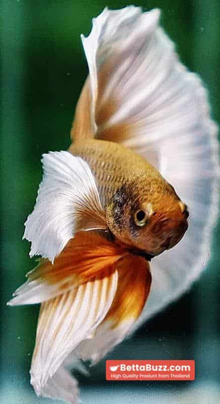 Betta fish OHM Prince Sparkle Gold Dumbo - Image 7