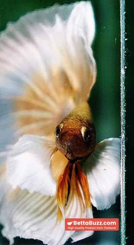 Betta fish OHM Prince Sparkle Gold Dumbo - Image 8