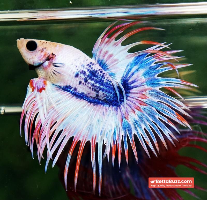 Betta fish CT Fancy Magical Pink Blue Marble - Image 6