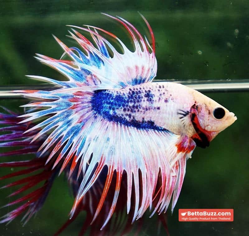 Betta fish CT Fancy Magical Pink Blue Marble - Image 3