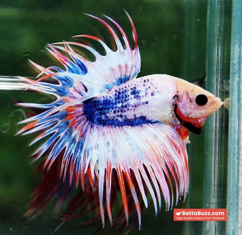 Betta fish CT Fancy Magical Pink Blue Marble - Image 5