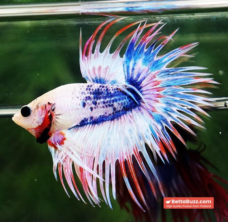 Betta fish CT Fancy Magical Pink Blue Marble