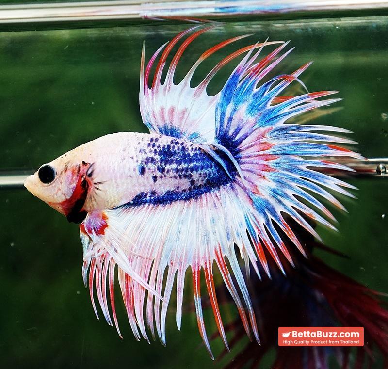 Betta fish CT Fancy Magical Pink Blue Marble - Image 4