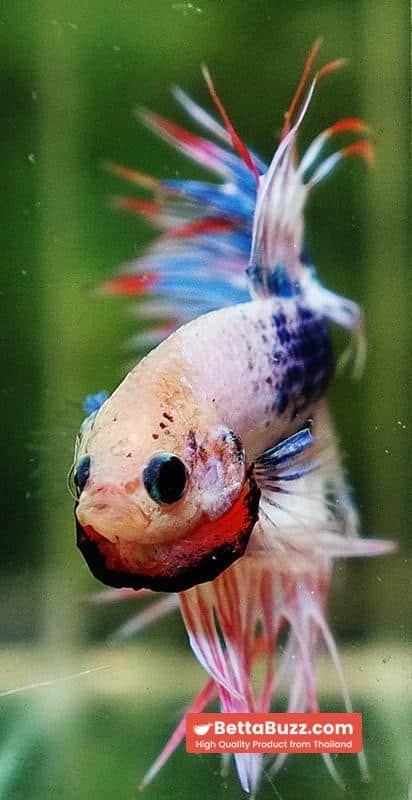 Betta fish CT Fancy Magical Pink Blue Marble - Image 7