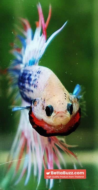 Betta fish CT Fancy Magical Pink Blue Marble - Image 8