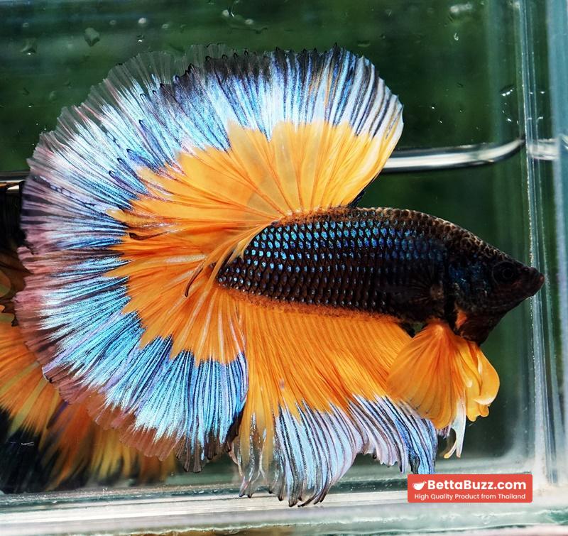 Betta fish OHM Emerald Mustard Gas Butterfly Sky Hawk (Comp grade) - Image 3