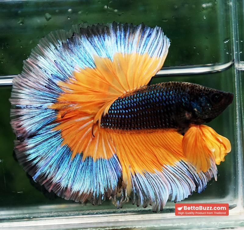 Betta fish OHM Emerald Mustard Gas Butterfly Sky Hawk (Comp grade) - Image 5