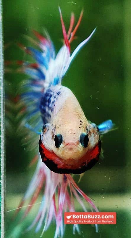 Betta fish CT Fancy Magical Pink Blue Marble - Image 9