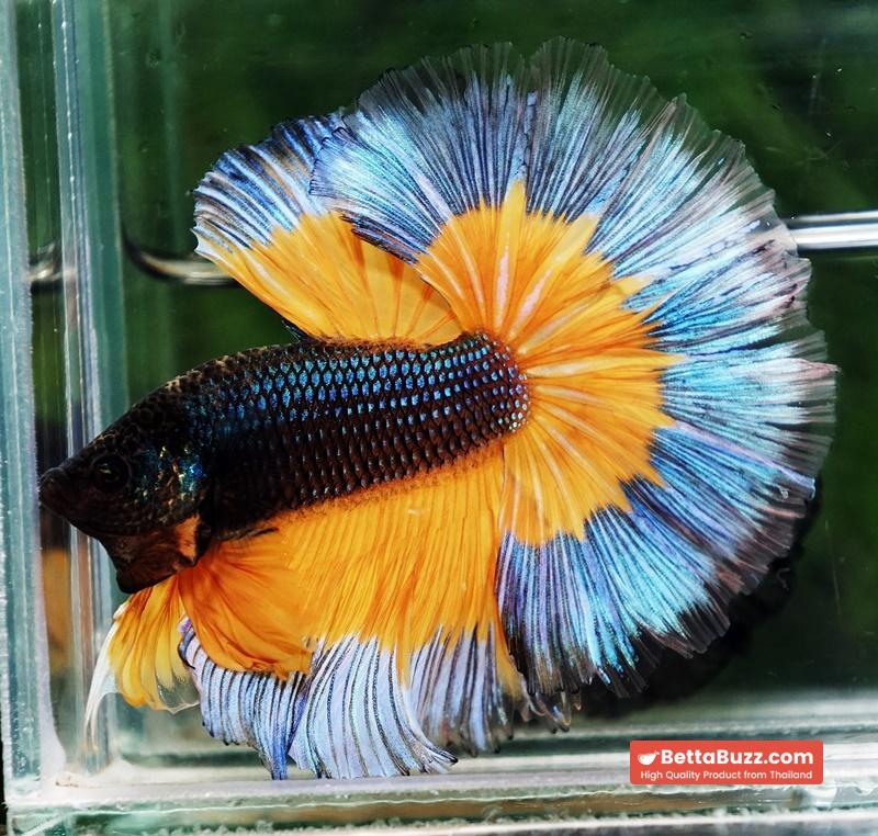Betta fish OHM Emerald Mustard Gas Butterfly Sky Hawk (Comp grade) - Image 2