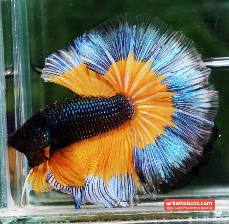 Betta fish OHM Emerald Mustard Gas Butterfly Sky Hawk (Comp grade) - Image 4