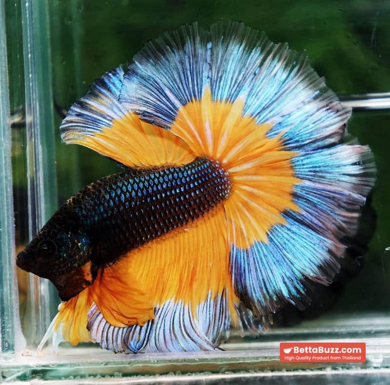 Betta fish OHM Emerald Mustard Gas Butterfly Sky Hawk (Comp grade) - Image 6