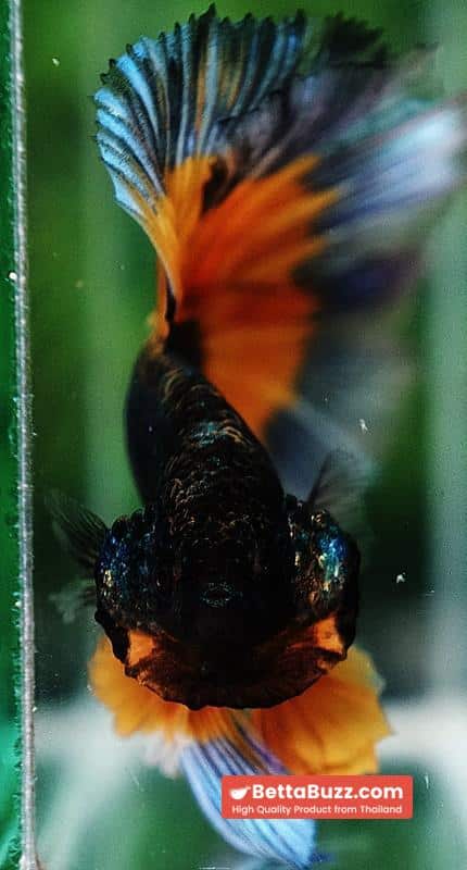 Betta fish OHM Emerald Mustard Gas Butterfly Sky Hawk (Comp grade) - Image 7