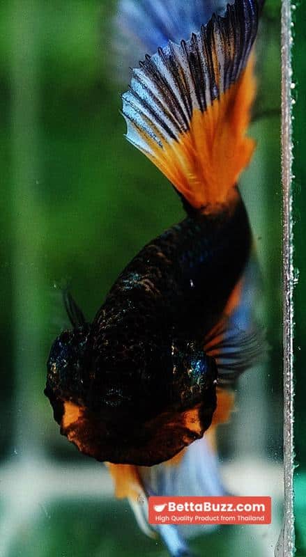 Betta fish OHM Emerald Mustard Gas Butterfly Sky Hawk (Comp grade) - Image 8