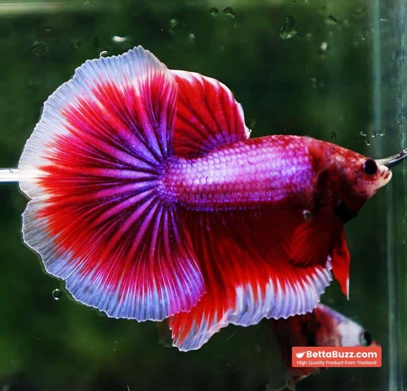 Betta fish OHM Pony Pink Lavender - Image 3