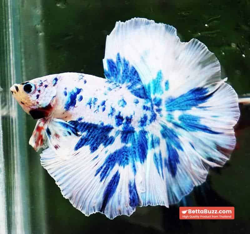 Betta fish OHM Prince Rose Blue Frozen - Image 3
