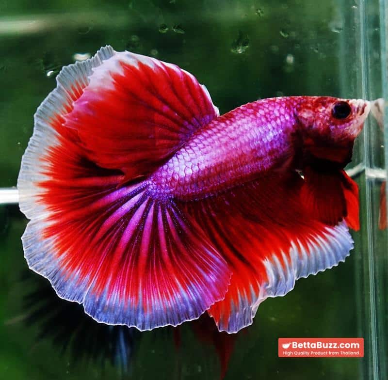 Betta fish OHM Pony Pink Lavender - Image 5