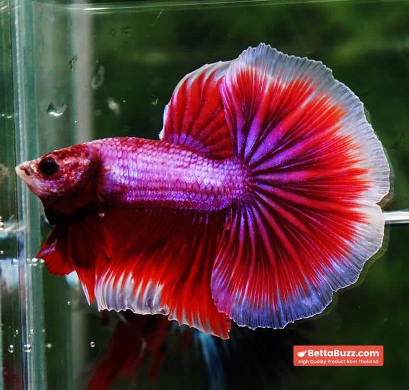 Betta fish OHM Pony Pink Lavender - Image 6