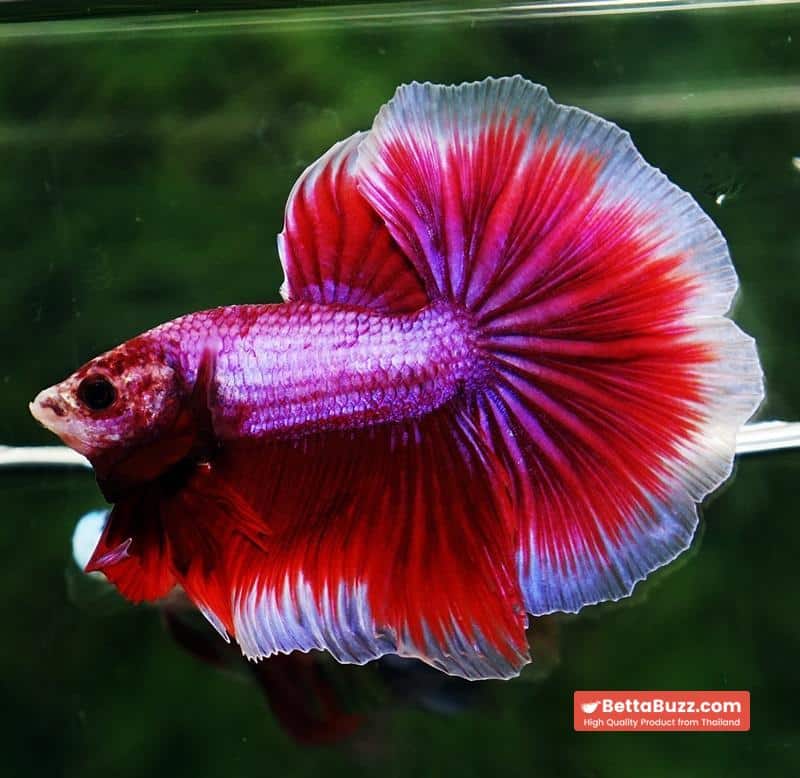 Betta fish OHM Pony Pink Lavender - Image 2
