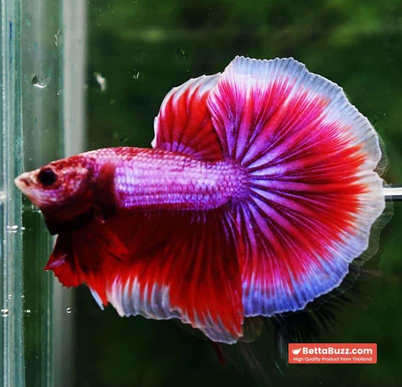 Betta fish OHM Pony Pink Lavender - Image 4