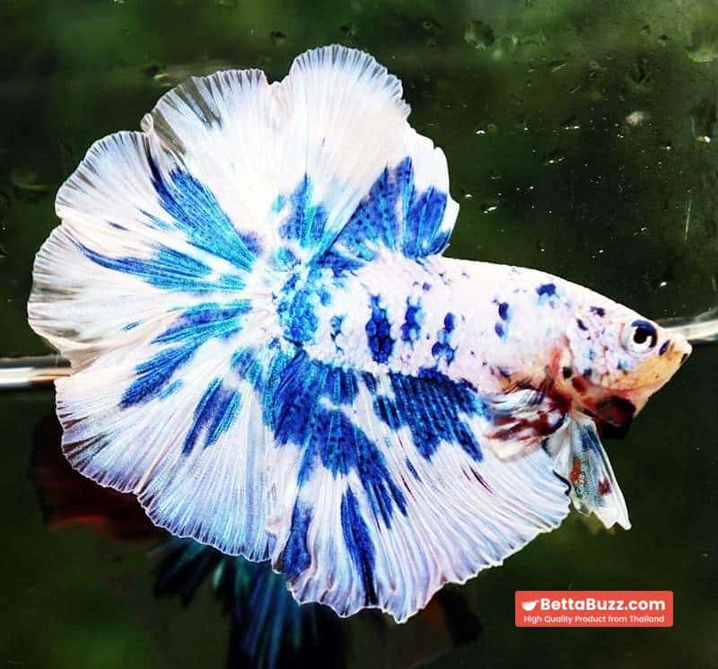 Betta fish OHM Prince Rose Blue Frozen - Image 2