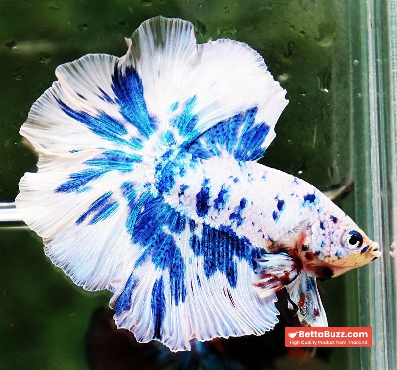 Betta fish OHM Prince Rose Blue Frozen - Image 4