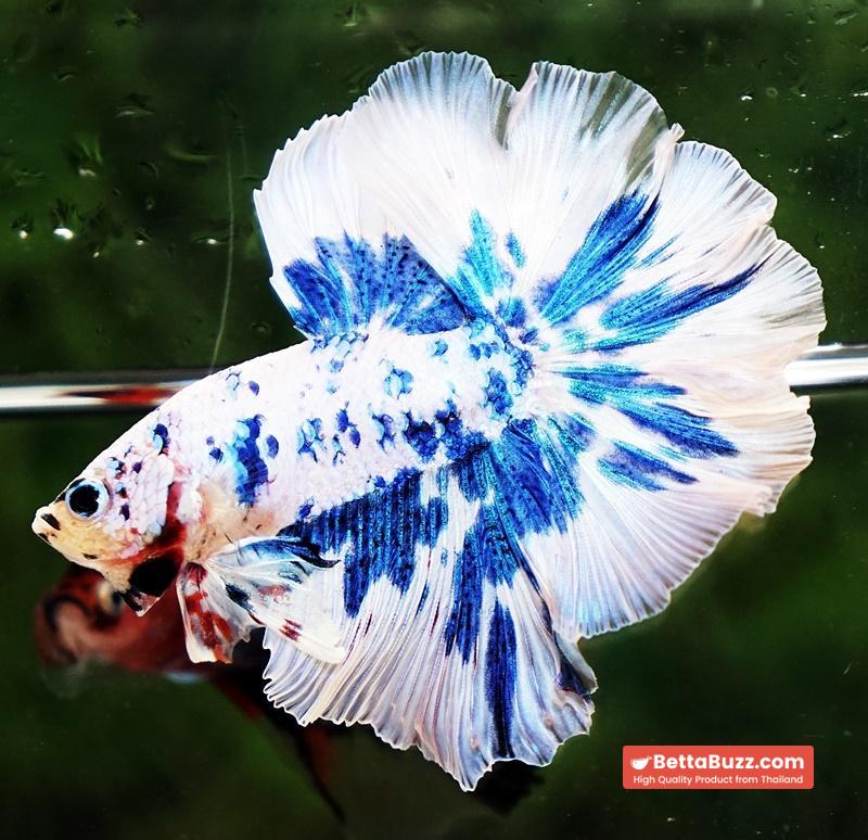 Betta fish OHM Prince Rose Blue Frozen - Image 5