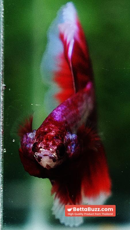 Betta fish OHM Pony Pink Lavender - Image 7