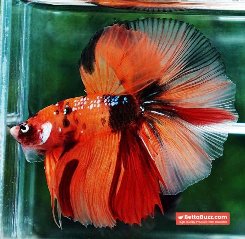 Betta fish OHM The Tiger Nemo - Image 3