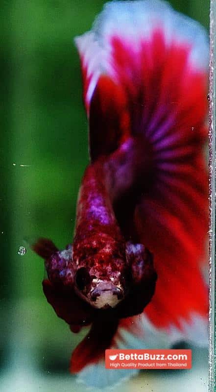 Betta fish OHM Pony Pink Lavender - Image 8