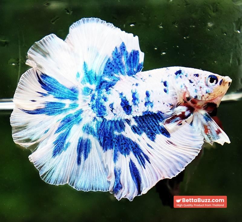 Betta fish OHM Prince Rose Blue Frozen - Image 6