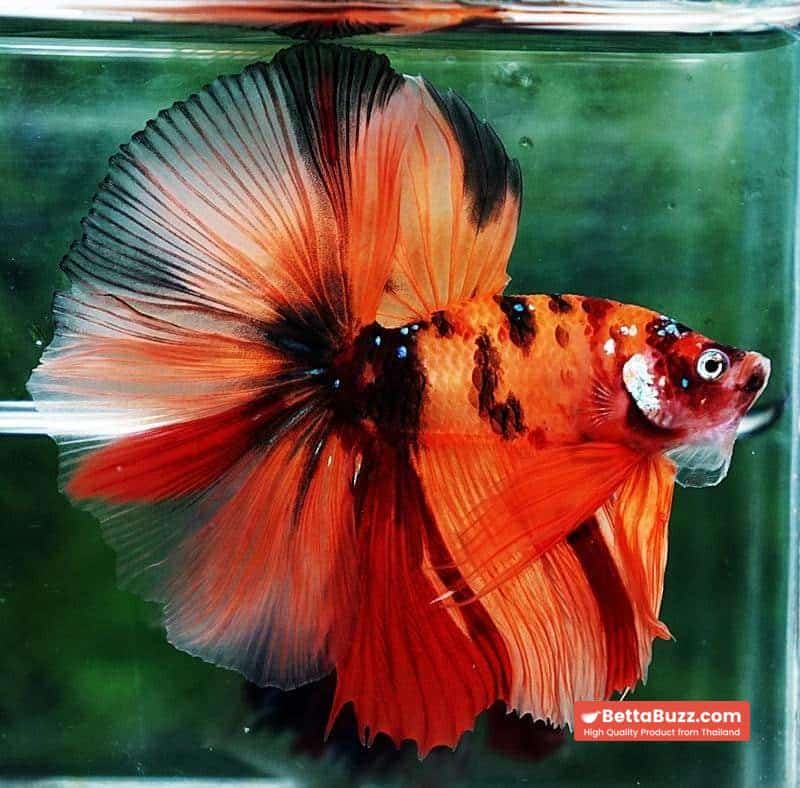 Betta fish OHM The Tiger Nemo - Image 4