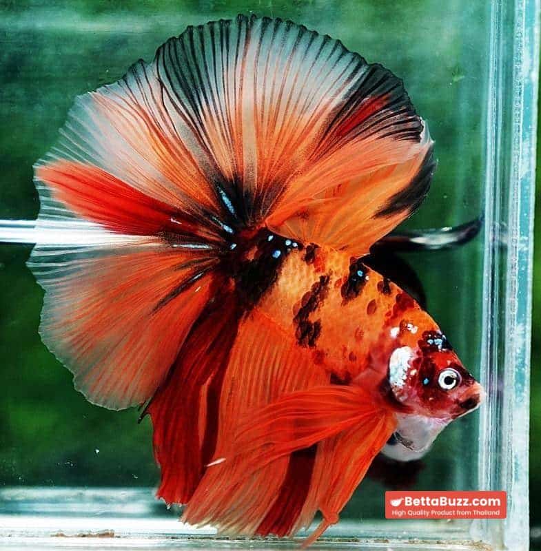 Betta fish OHM The Tiger Nemo - Image 6