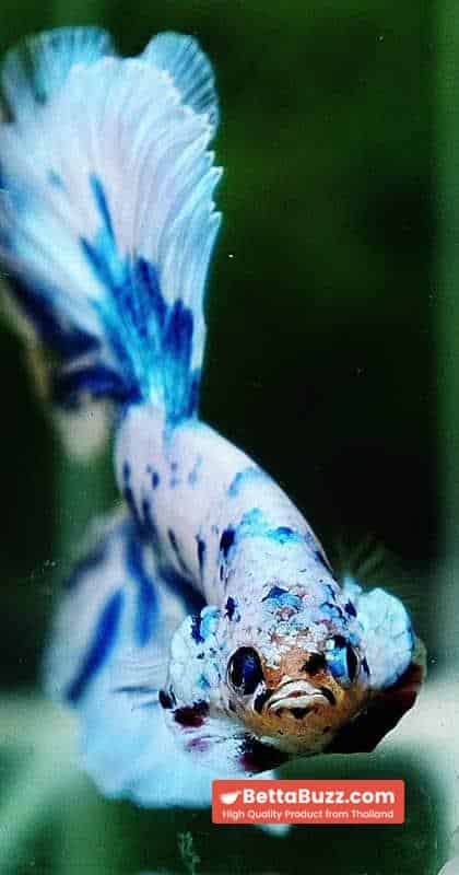 Betta fish OHM Prince Rose Blue Frozen - Image 7