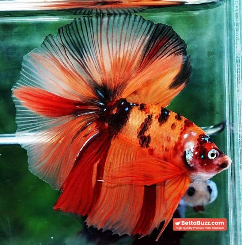 Betta fish OHM The Tiger Nemo - Image 2
