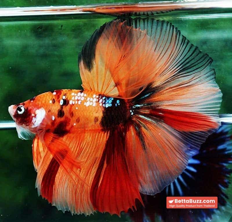 Betta fish OHM The Tiger Nemo - Image 5