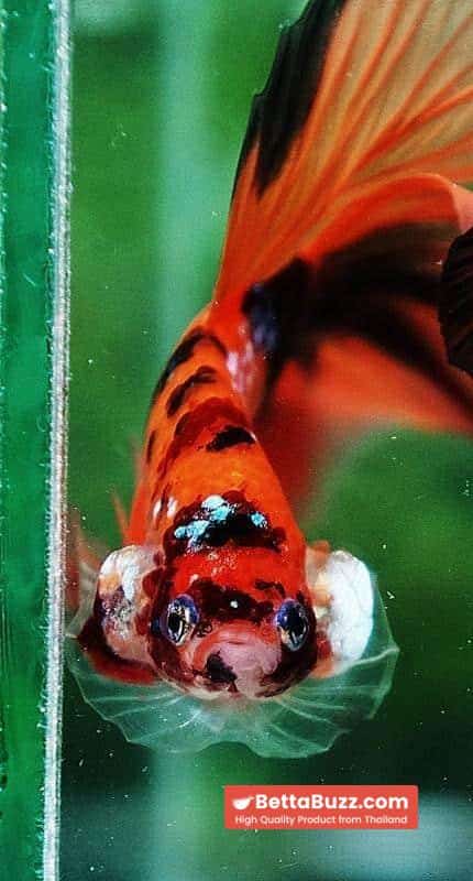 Betta fish OHM The Tiger Nemo - Image 7