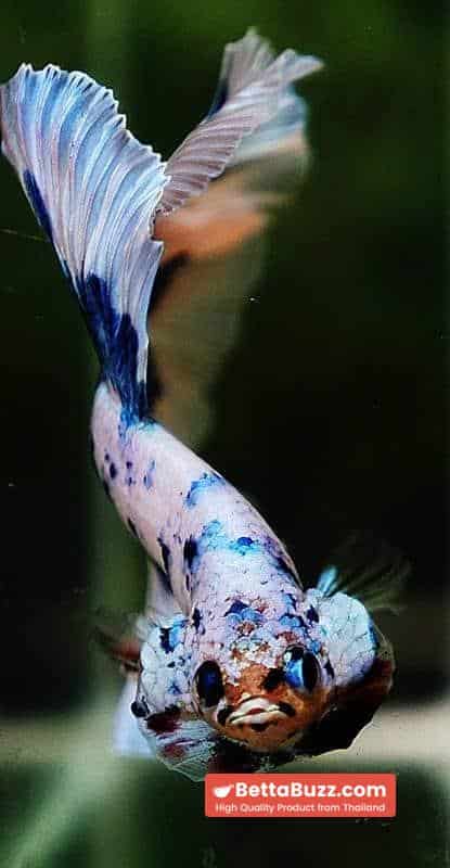 Betta fish OHM Prince Rose Blue Frozen - Image 8