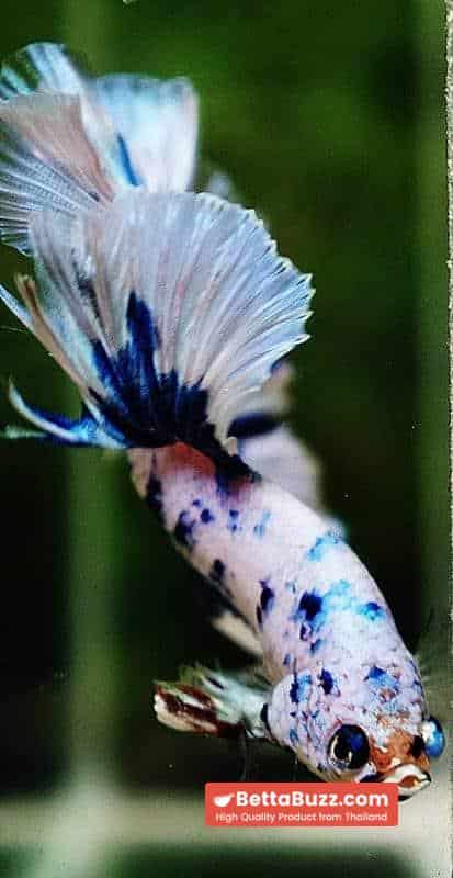 Betta fish OHM Prince Rose Blue Frozen - Image 9