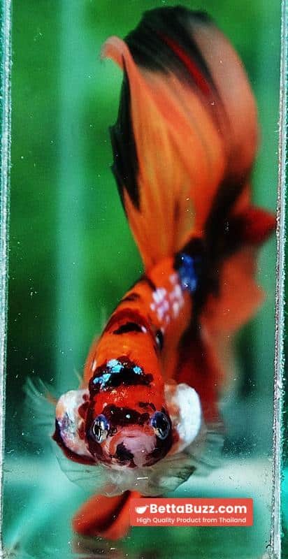 Betta fish OHM The Tiger Nemo - Image 8