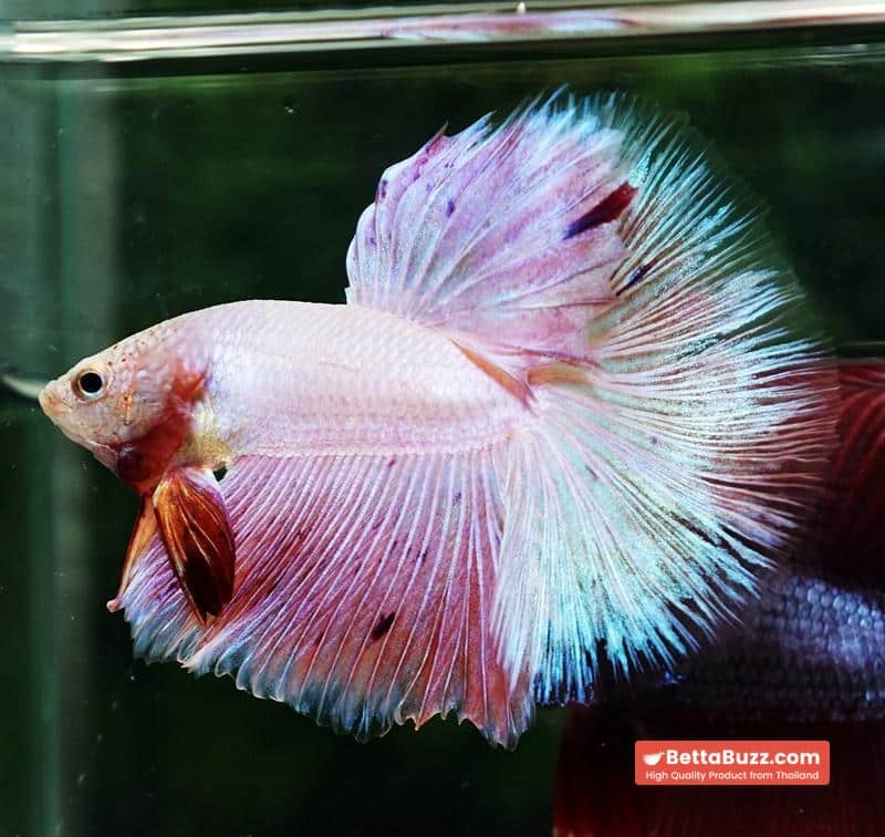 Betta fish OHM Platinum Pink Pony - Image 5