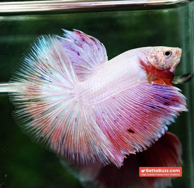 Betta fish OHM Platinum Pink Pony - Image 6