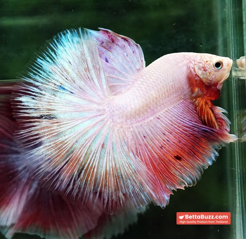 Betta fish OHM Platinum Pink Pony - Image 7