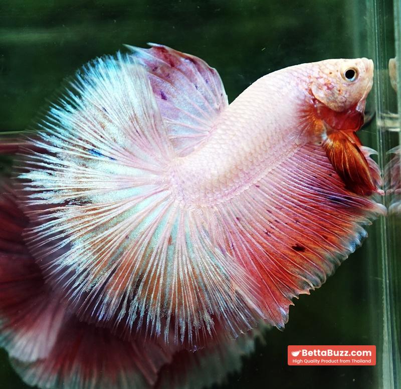 Betta fish OHM Platinum Pink Pony - Image 2