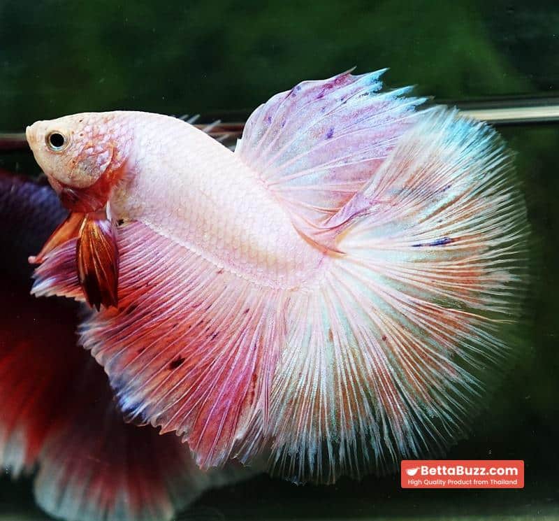 Betta fish OHM Platinum Pink Pony - Image 3
